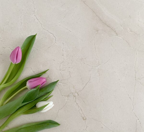 Crema Marfil Marble